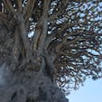 竜血樹
draco tree
#テネリフェ　#カナリア諸島🇮🇨
#Icoddelosvinos
