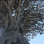 竜血樹
draco tree
#テネリフェ　#カナリア諸島🇮🇨
#Icoddelosvinos