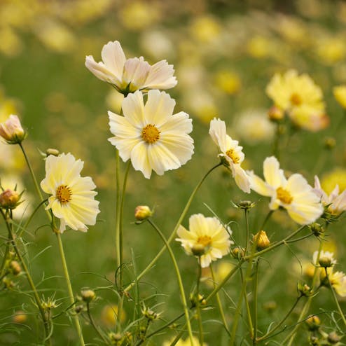 国営昭和記念公園