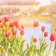 #上野恩賜公園
#上野公園噴水広場

今年もチューリップが綺麗に咲いていました🌷ほっこり☺️