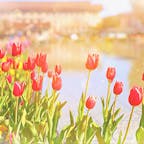 #上野恩賜公園
#上野公園噴水広場

今年もチューリップが綺麗に咲いていました🌷ほっこり☺️
