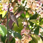 サンタバーバラ(カリフォルニア)

自然に近い環境で146種類、500匹以上の動物が飼育展示されている、サンタバーバラ動物園(Santa Barbara Zoo)。

レモンの花の蜜を吸いに来た、アナのハチドリ(Anna’s hummingbird)。民家の庭先や公園などでもよく見かける種類。

#hummingbird #santabarbarazoo #california