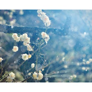 #池上梅園
#梅
#東京都大田区

係の方のお話ですと、2021年の見頃は2月中旬以降とのことです☺️2月下旬には満開が予想されています🌸💕