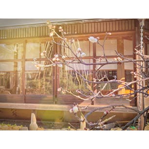 #梅
#池上梅園
#東京都大田区

満開が待ち遠しいです☺️現在は二分咲きです🌸