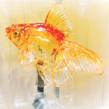 #飴細工アメシン
#浅草
#飴

これが飴だなんて✨美しい🥰
勿体なくて食べられない💕