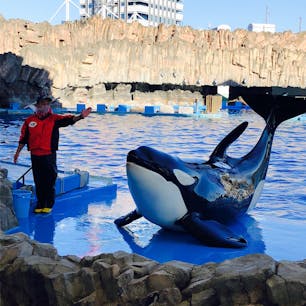 名古屋港水族館

お利口さんなシャチ👏