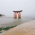 広島へやってきました。
残念ながら雨ですが、厳島神社は観光客でいっぱいです。