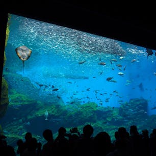 仙台うみの杜水族館の大水槽。いつ行っても混んでる人気の水族館です。
