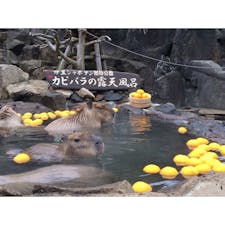 【静岡県】
伊豆シャボテン公園
ふふふ...♨️