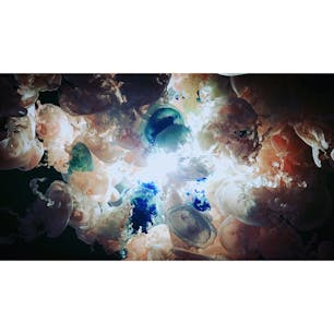 クラゲのシャンデリア