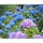 浜松市北区奥山高原の紫陽花 💙💜
