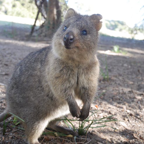 オーストラリア