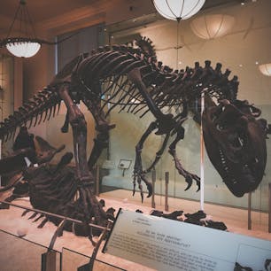 NY アメリカ自然史博物館🇺🇸
映画 ナイトミュージアムの舞台