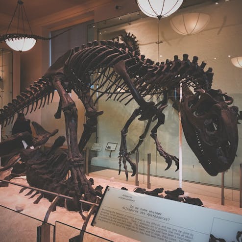 アメリカ自然史博物館