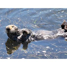 アヴィラビーチ(カリフォルニア)

アマモ(eelgrass)のベッドで日向ぼっこをする、カリフォルニア・ラッコ。アヴィラビーチにて。

毛皮交易時代を経て、カリフォルニア州では絶滅したと考えられていたラッコは、1913年に州の完全保護下に。北部で小さな群れが見つかって以来、徐々に生息数が回復。1977年には国の絶滅危惧種に指定され、近年では3000頭前後を推移しているよう。

海上への石油流出や鮫による被害などの他に、沿岸で汚染物質や病原体が発生した際にも最初に危険が及ぶことが多いため、人間にとってはラッコの状態から、何が起こっているかを知る手がかりも得られるそう。

アマモは、先住民族のセリ族が食用として採集していた海藻で、ラッコのおかげで西海岸沿いのアマモ、ウニ、海底の土壌の生態系も保たれている。

のほほんと好きなだけ魚介類を食べて寝ている、無邪気な生き物に見えつつ、日々さまざまな危険に晒されながら、自然の生態系や人間社会にも貢献していることを改めて知る。

#avilabeach #california #seaotter