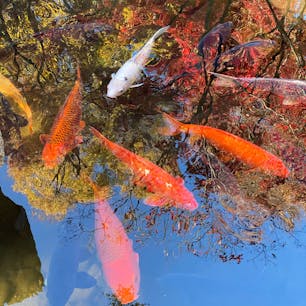 2020年秋 東京都杉並区太田黒公園内
池の鯉