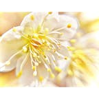 東京は梅が見頃を迎えていますね🥰🌸

#梅
#墨田区