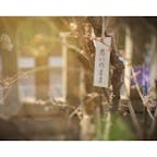 都内では満開のところも多い梅🌸
いい香りがして、とても綺麗です☺️
「思いのまま」という梅を追って、徒歩圏内の梅を巡っています🥰
とっても素敵な名前✨✨