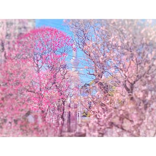梅が満開🌸いい香り🥰
#梅
#東京スカイツリー
