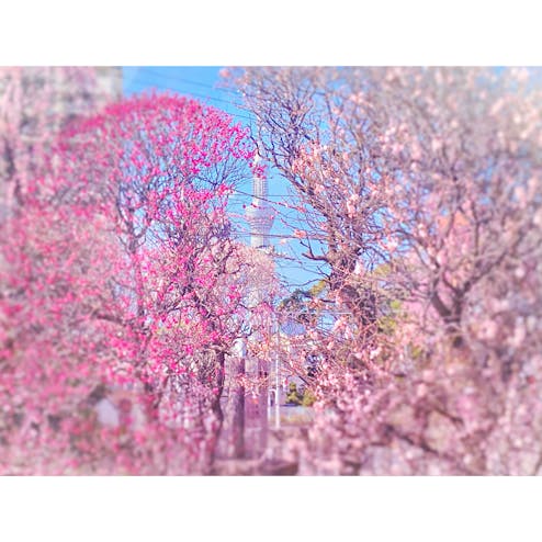 東京スカイツリー