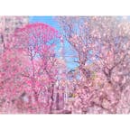 梅が満開🌸いい香り🥰
#梅
#東京スカイツリー