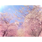 満開の梅🌸✨
都内のあちらこちらで梅が綺麗で、見惚れるばかり🥰
いよいよ桜の開花が待ち遠しくなってきました☺️