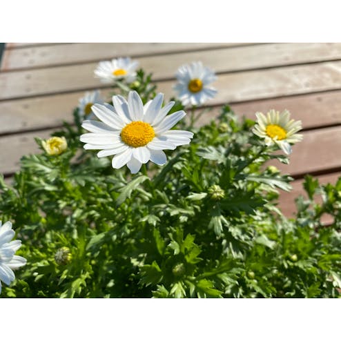 錦糸町・両国・清澄白河