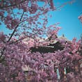 桜神宮

チャリ旅中に突然見つけてフラッとよった小さい神社
メジロとミツバチがたくさんいて春を感じた