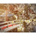 #東京
#梅
#梅園

白梅を中心に300本の梅の木🌸✨
噂通り、とっても綺麗でした🥰