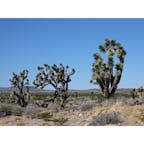 バーストウ(カリフォルニア)

荒涼とした渇いた空気の中に、凛とした趣のある姿が印象的なジョシュア・ツリー。

モハビ国立自然保護区(Mojave National Preserve)にて。モハビ砂漠の一部で、デスバレーとジョシュア国立公園の間に位置する。

ジョシュア・ツリーは、アガヴェ(リュウゼツラン)の仲間の植物で、先住民族は葉をバスケットやサンダルなどの日用品に、花の蕾や実、種は食料として利用価値を見出した。

19世紀の半ば、コロラド川を渡ってこの地にモルモン教徒が移り住んで来た。伝説によると、この木の枝ぶりが、旅人たちを西へと導くよう手を大きく広げて懇願する、聖書に出てくる登場人物ヨシュアの姿に似ていたことから、彼らがそう名付けたそう。

9月〜12月に上手く受粉し、冬の雨と暖かい春の兆しに恵まれれば茎が伸びて、2月〜4月に淡い黄緑がかった白い花を咲かせるけれど、気象条件によるので、見られればラッキーなのだとか。

保護区内ではキャンピングができる他、許可を得てのウェディング・フォト撮影や、マラソン大会なども行われる機会があるよう。

星空の下のテントは、砂漠の天体ショーの特等席。満天の星降る夜は、どんな夢が見られるのだろう。

#barstow #california #joshuatree