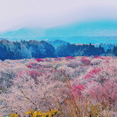 いなべ梅まつり