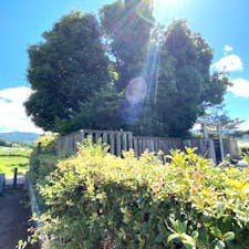 明日香村の猿石
明日香桧隈の吉備姫王墓の域内にあります。

#サント船長の写真　#石仏巡り