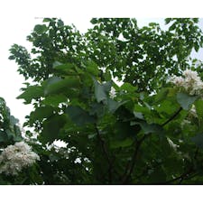 台湾　三義の油桐花(アブラギリ) 
この花びらが一面に落ちている様子は雪のようなので四月雪とも言われる