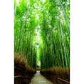 京都嵐山の竹林の道。世界遺産天龍寺の奥にあります。
朝イチで行くと人も少なくおすすめ。12月にはライトアップされてさらに幻想的になります。
