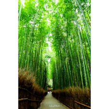 京都嵐山の竹林の道。世界遺産天龍寺の奥にあります。
朝イチで行くと人も少なくおすすめ。12月にはライトアップされてさらに幻想的になります。