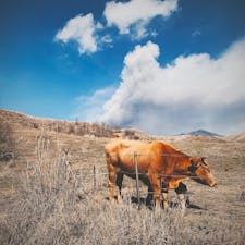 阿蘇山の赤牛

#阿蘇山 #赤牛 #熊本県