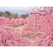 ☝︎鈴鹿の森庭園