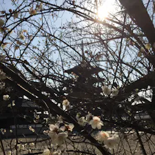 五重の塔　花は梅　まだ一部咲きでしょうか。
