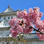 大垣城の早咲き河津寒桜。
