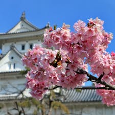 大垣城の早咲き河津寒桜。