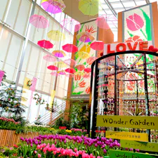 チューリップ🌷四季彩館