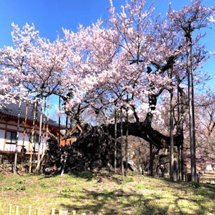山高神代桜(日本三大桜)
神代桜は、山梨県北杜市武川町山高の実相寺境内にあるエドヒガンザクラの老木である。国指定の天然記念物であり、天然記念物としての名称は山高神代ザクラである。

#サント船長の写真 #サントの桜巡り