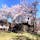 山高神代桜(日本三大桜)
神代桜は、山梨県北杜市武川町山高の実相寺境内にあるエドヒガンザクラの老木である。国指定の天然記念物であり、天然記念物としての名称は山高神代ザクラである。

#サント船長の写真 #サントの桜巡り