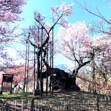 山高神代桜(日本三大桜)
武川町の実相寺境内にそびえる、
福島県の三春滝桜・ 岐阜県の淡墨桜と並ぶ 日本三大桜の一つです。
推定樹齢1,800年とも2,000年とも言われるエドヒガンザクラ、
その想像を絶する悠久の時を超えて咲き続けるさまは、神々しく、
見る人は思わず手を合わせるとも言われ、全国の桜を愛でる人たちの崇敬を集めてきました。
樹高10.3ｍ、根元・幹周り11.8ｍもあり、日本で最古・最大級の巨木として、
大正時代に国指定天然記念物第1号となりました。
また、平成2年には「新日本名木百選」にも選定されています。

#サント船長の写真 #サントの桜巡り