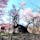 山高神代桜(日本三大桜)
武川町の実相寺境内にそびえる、
福島県の三春滝桜・ 岐阜県の淡墨桜と並ぶ 日本三大桜の一つです。
推定樹齢1,800年とも2,000年とも言われるエドヒガンザクラ、
その想像を絶する悠久の時を超えて咲き続けるさまは、神々しく、
見る人は思わず手を合わせるとも言われ、全国の桜を愛でる人たちの崇敬を集めてきました。
樹高10.3ｍ、根元・幹周り11.8ｍもあり、日本で最古・最大級の巨木として、
大正時代に国指定天然記念物第1号となりました。
また、平成2年には「新日本名木百選」にも選定されています。

#サント船長の写真 #サントの桜巡り