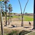 サンディエゴ(カリフォルニア)

きりん、オリックス、アンテロープ。

オープンカーのトロッコで園内を回りながら、動物たちとご対面。

サンディエゴ郊外にある、サンディエゴ動物園・サファリパーク(San Diego Zoo Safari Park)にて。

#sandiego #safaripark #california