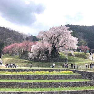 「又兵衛桜」へ行き方
カーナビに「又兵衛桜」と入れると直ぐ案内されます。

「カーナビの無い場合は」
名阪国道（針ＩＣ）から、国道３６９号線、市道、国道３７０号線を経由し、国道１６６号線大宇陀へ（大宇陀温泉あきののゆ・宇陀ＣＣ・阿騎野ＧＣの看板どおりに、大宇陀・吉野方面へ南進）、国道１６６線に入れば各所に桜の案内板あり。針から約４０分。
場　所
宇陀市大宇陀本郷

#サント船長の写真　#サントの桜巡り