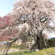 又兵衛桜

推定訳300年で枝垂れ桜です。
大阪夏の陣で活躍した戦国武将後藤又兵衛が当地へ落ち延び、僧侶となって一生を終えたという伝説が残り、この垂れ桜が残る地も、後藤家の屋敷跡にあることから地元では「又兵衛桜」と呼ばれて親しまれている。桜の後ろの桃の花とのコントラストが鮮やかで、古くより一部の写真家に愛され、ＮＨＫ大河ドラマにこの映像が使用されたことから花見客で賑わう。

#サント船長の写真　#サントの桜巡り