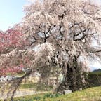 又兵衛桜

推定訳300年で枝垂れ桜です。
大阪夏の陣で活躍した戦国武将後藤又兵衛が当地へ落ち延び、僧侶となって一生を終えたという伝説が残り、この垂れ桜が残る地も、後藤家の屋敷跡にあることから地元では「又兵衛桜」と呼ばれて親しまれている。桜の後ろの桃の花とのコントラストが鮮やかで、古くより一部の写真家に愛され、ＮＨＫ大河ドラマにこの映像が使用されたことから花見客で賑わう。

#サント船長の写真　#サントの桜巡り