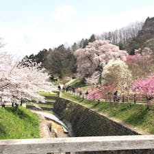 後藤又兵衛とは
大阪の陣が起こると、秀頼の招きに応じ入城、夏の陣では大和方面に出馬して戦功がありましたが、道明寺河原で討ち死にしたと伝えられています。

#サント船長の写真　#サントの桜巡り